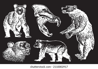 Graphical set of bears isolated on black background, vector elements of grizzly bear