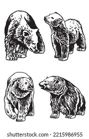 Graphical set of bears isolated on white background,vector illustration. 