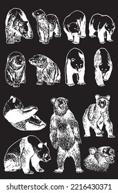 Graphical set of bears isolated on black background,vector engraved illustration. Ink pen illustration