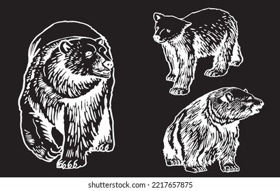 Graphical set of bears isolated on black background,vector engraved illustration. Ink pen illustration