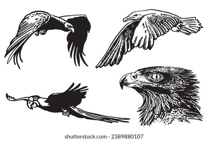 Graphical set of birds isolated on white , vector eagle,sea-gull, parrot.	