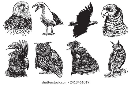 Graphical set of birds on white , vector illustration