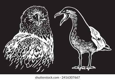 Graphical set of birds on white , vector illustration