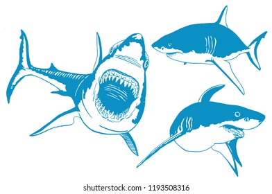 Graphical set of blue color sharks isolated on white , seafood ,vector