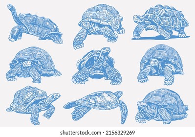 Graphical set of blue color tortoises isolated on white background,vector color illustration ,elements for design