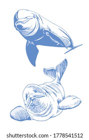 Conjunto gráfico de delfines azules aislados en blanco, ilustración vectorial, animal marino