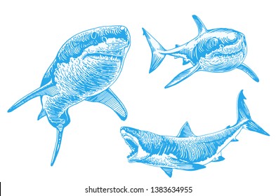 Graphical set of blue sharks  isolated on white background,vector color sharks for tattoo and printing