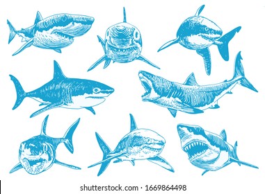 Graphical  set of blue sharks isolated on white background, vector color illustration for tattoo and printing