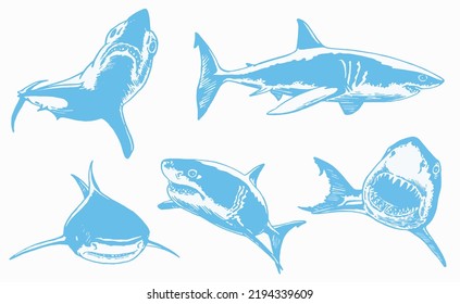 Graphical set of blue sharks isolated on white, marine life elements.Vector color illustration. Seafood