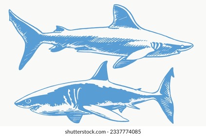 Graphical set of blue sharks  isolated on white background,vector color sharks for tattoo and printing