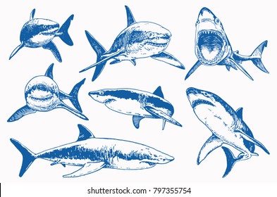 Graphical set of blue sharks  isolated on white background,vector color sharks for tattoo and printing