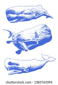 Graphical set of blue whales  isolated on white background,vector color sharks for tattoo and printing