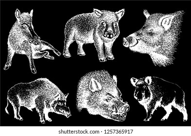 Graphical set of boars  isolated on black background,vector hand-drawn illustration for tattoo and printing