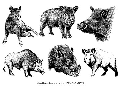 Graphical set of boars  isolated on white background,vector hand-drawn illustration for tattoo and printing