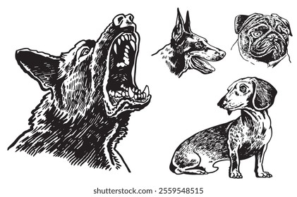 Graphical set of breed dogs on white background,vector illustration