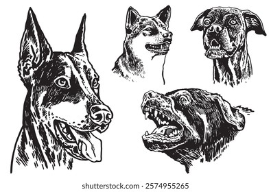 Graphical set of breed dogs on white background,vector illustration