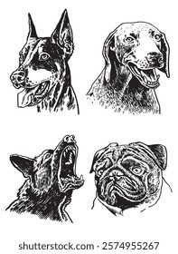 Graphical set of breed dogs on white background,vector illustration