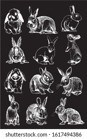 Graphical set of bunnies isolated on black background, vector engraved illustration