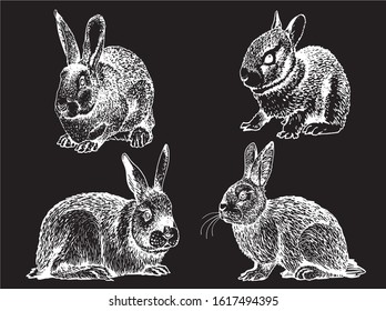 Graphical set of bunnies isolated on black background, vector engraved illustration