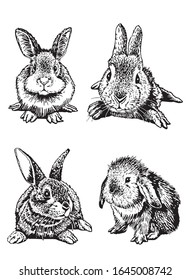 Graphical set of bunnies isolated on white,vector illustration, element for Easter design