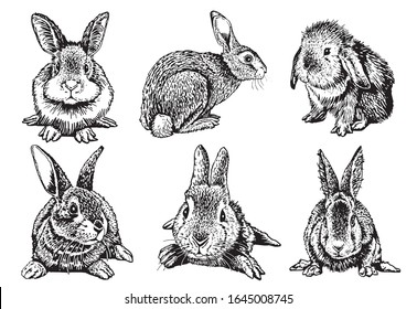 Graphical set of bunnies isolated on white,vector illustration, element for Easter design