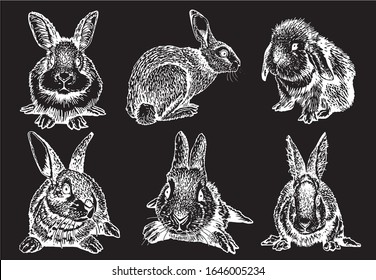 Graphical set of bunnies isolated on black,vector engraved  illustration, element for Easter design