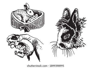 Graphical set of bunnies isolated on white background, elements,pets