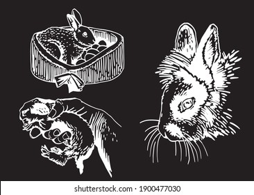 Graphical set of bunnies isolated on black background, vector engraved illustration