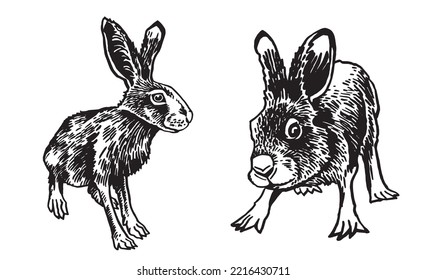 Graphical set of bunnies isolated on white background,vector illustration, Vector hares ,rabbits. Domestic and forest animals