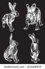 Graphical set of bunnies isolated on black background,vector engraved illustration, Vector hares ,rabbits. Domestic and forest animals