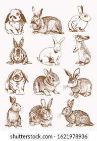 Graphical set of bunnies , sepia background, vector illustration, Easter bunny
