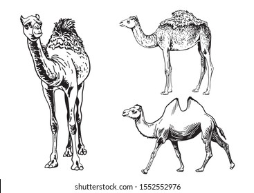 Graphical set of camels isolated on white background,vector illustration