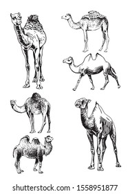Graphical set of camels isolated on white background,vector sketchy illustration