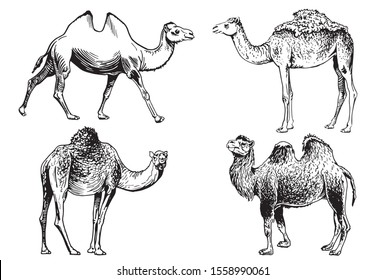 Graphical set of camels isolated on white background,vector sketchy illustration
