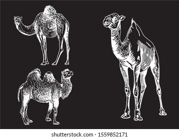 Graphical set of camels  isolated on black background,vector engraved illustration