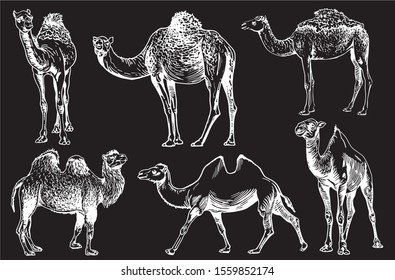 Graphical set of camels  isolated on black background,vector engraved illustration