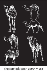Graphical set of camels  isolated on black background,vector engraved illustration