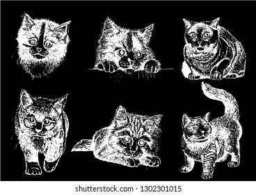 Graphical set of cats isolated on black background, vector sketch