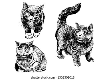 Conjunto gráfico de gatos aislados en fondo blanco, boceto vectorial