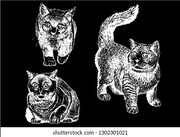 Graphical set of cats isolated on black background, vector sketch
