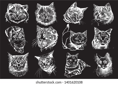 Graphical set of cats isolated on black background, pets,vector illustration