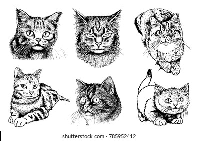 Graphical set of cats isolated on white background,vector illustration