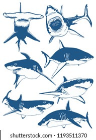 Graphical set color sharks isolated on white  , seafood  background ,vector tattoo