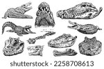 Graphical set of crocodiles isolated on white background, vector illustration