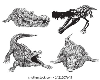 Graphical set of crocodiles isolated on white,vector  illustration,water dinosaur