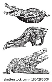 Graphical set of crocodiles isolated on white background, vector illustration