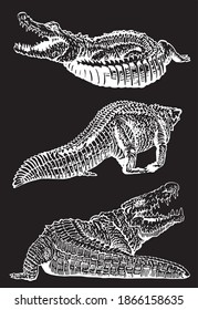 Graphical set of crocodiles isolated on black background, vector illustration