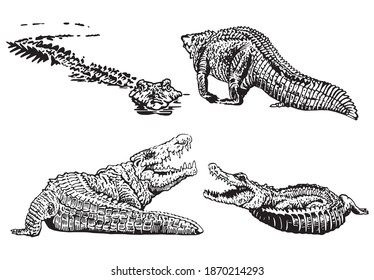 Graphical set of crocodiles isolated on white background, vector illustration