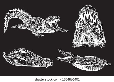 Graphical set of crocodiles isolated on black background,vector illustration