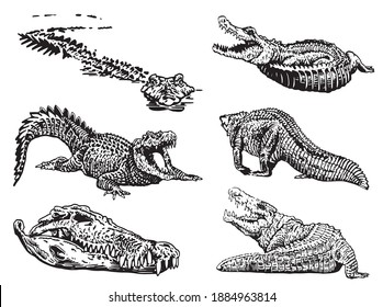 Graphical set of crocodiles isolated on white background, vector illustration